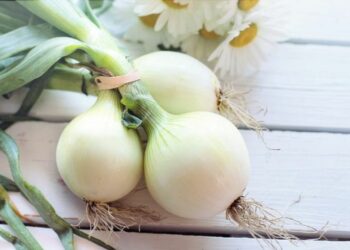 ପ୍ରତିଦିନ ଖାଆନ୍ତୁ ଧଳା ପିଆଜ , ଶରୀରକୁ ମିଳିବ ଏହି ସବୁ ଲାଭ