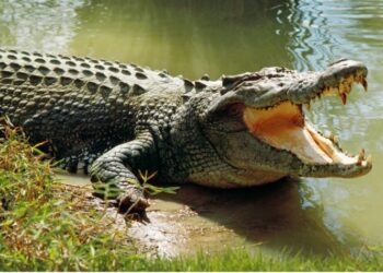 ବୃଦ୍ଧଙ୍କୁ ଟାଣିନେଲା କୁମ୍ଭୀର