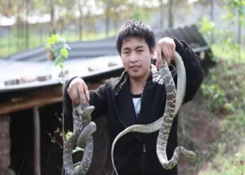 ପ୍ରତିବର୍ଷ ଏହି ଗାଁରେ ୩୦ ଲକ୍ଷ ସାପ ଚାଷ କରାଯାଏ, ଏହାର କାରଣ ଜାଣିଲେ … ଆଶ୍ଚର୍ଯ୍ୟ ହୋଇଯିବେ!