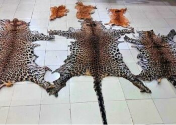 ୩ଟି ବାଘ ଛାଲ ଜବତ