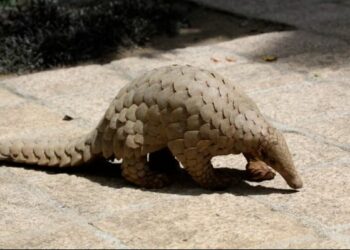 ଜୀବନ୍ତ ବଜ୍ରକାପ୍ତା ଉଦ୍ଧାର