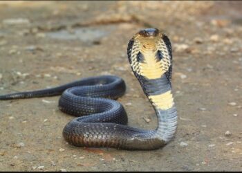 ସାପ କାମୁଡାରେ ୨ ଭାଇ ମୃତ