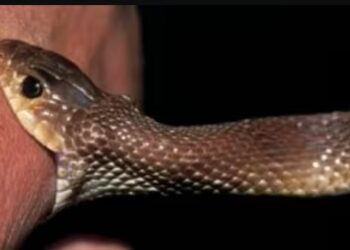 ସର୍ପାଘାତ ରୋକିବାକୁ ସ୍କୁଲ ଯିବ ଟିମ୍