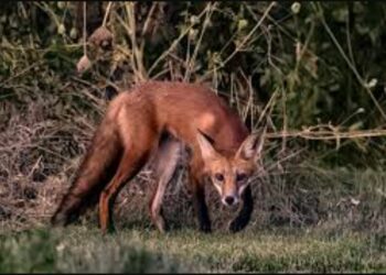 ଗୋଡାଇ କାମୁଡିଲା ଶିଆଳ , ୫ ଆହତ