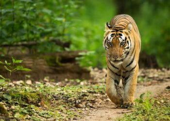 ଅକ୍ଟୋବରରୁ ବାଘ ଗଣନା