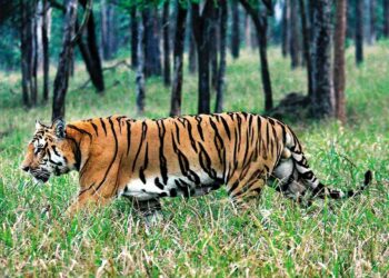 ଓଡିଶାରେ ବାଘ ସଂଖ୍ୟା କମିଲା