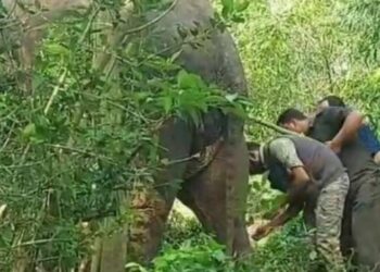 ଜଙ୍ଗଲରେ ଅସୁସ୍ଥ ହାତୀର ଚିକିତ୍ସା