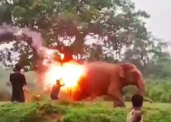 ହାତୀକୁ ନିଆଁ ହୁଳା ମାଡ , ୨ ବହିଷ୍କୃତ