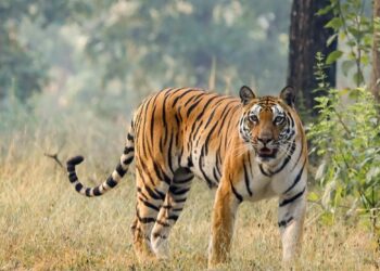 ପୁଣି ବାଛୁରୀ ମାରିଲା ବାଘ