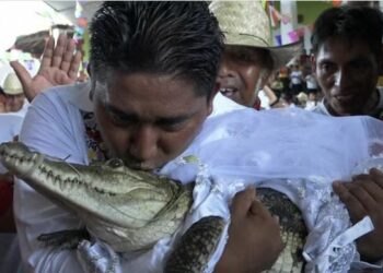 କୁମ୍ଭୀରକୁ ବିବାହ କଲେ ମେୟର, ପାରମ୍ପରିକ ରୀତିନୀତି ଅନୁସାରେ ହେଲା ବିବାହ
