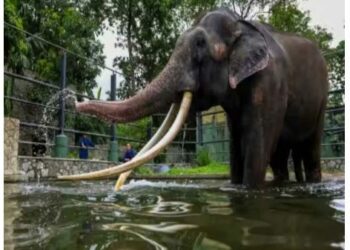 ଶ୍ରୀଲଙ୍କା ଓ ଥାଇଲାଣ୍ଡ ମଧ୍ୟ ଲାଗି ରହିଛି କୂଟନୈତିକ ବିବାଦ , ଉପହାର ଦେଇଥିବା ହାତୀକୁ ଫେରାଇ ନେଲା ଥାଇଲାଣ୍ଡ