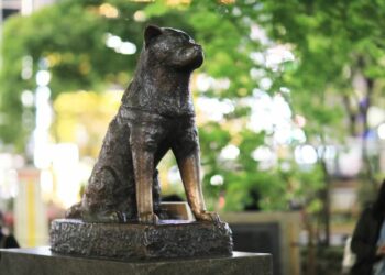 ଦୁନିଆର ସବୁଠାରୁ ବିଶ୍ୱସ୍ତ କୁକୁର , ୧୦ ବର୍ଷ ଧରି ରେଳ ଷ୍ଟେସନରେ ମାଲିକକୁ କରିଥିଲା ଅପେକ୍ଷା