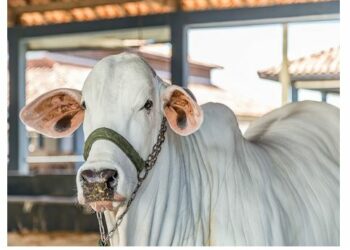 ଦୁନିଆର ସବୁଠୁ ଦାମୀ ଗାଇ, ଯାହାର ମୂଲ୍ୟ ଆଶ୍ଚର୍ଯ୍ୟଜନକ, ଭାରତ ସହ ରହିଛି ବିଶେଷ ସଂଯୋଗ