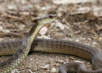 ଚିନ୍ତା ବଢାଉଛି ସାପ କାମୁଡା ଜନିତ ମୃତ୍ୟୁ ; କେଉଁ କେଉଁ ସାପ କାମୁଡିଲେ ହୋଇଥାଏ ବିପଦ ?