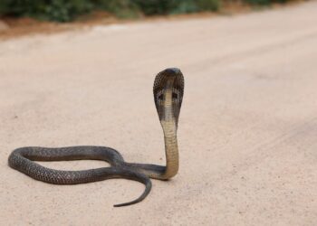 ଶୋଇଥିବା ବେଳେ ମାଆ, ପୁଅକୁ କାମୁଡିଲା ଚିତି ସାପ