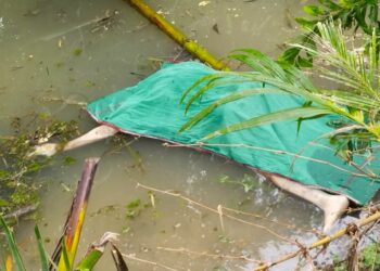 ନାଳରୁ ମିଳିଲା ନିଖୋଜ ହୋଇଥିବା ମହିଳାଙ୍କ ଶବ