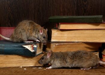 ଘରେ ମୂଷା ମାନଙ୍କ ବିସ୍ତାର ନେଇ ଚିନ୍ତିତ କି ? ଏହି ଉପାୟରେ ମୂଷା ମାନଙ୍କୁ କରନ୍ତୁ ବାହାର