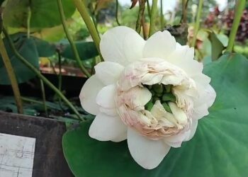 ବିରଳ ୧୦୦୦ ପାଖୁଡ଼ାର ଧଳା କମଳ