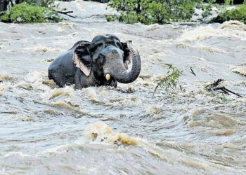 କେନାଲରେ ଫଶିଗଲା ଦନ୍ତା