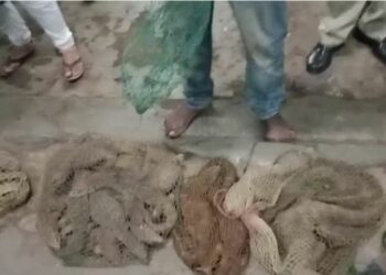 ମହଙ୍ଗା ହେଲା ଗୋଧି ଓ କଇଁଛ ,ଡାହୁକ ଚାଲାଣ