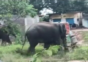 ହାତୀ ପାଇଁ ବନ କର୍ମଚାରୀଙ୍କୁ ମାଡ