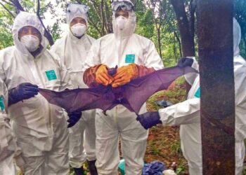 କେରଳରେ ଆଲର୍ଟ, ବ୍ୟାପୁଛି ନିପା ଭାଇରସ