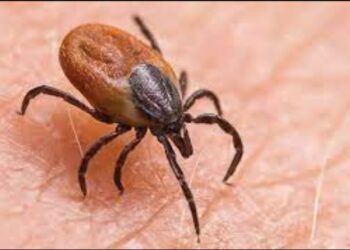 ଆଉ ୧୦ ସ୍କ୍ରବ୍ ଟାଇଫସ