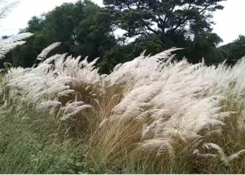 ହସିଲାଣି କାଶତଣ୍ଡି , ଆସିଲାଣି ପାର୍ବଣ ଆଗମନର ସୂଚନା