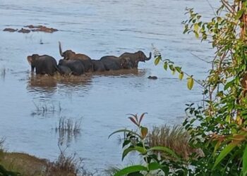 ନଦୀ ପାର ବେଳେ ଫସିଲେ ହାତୀପଲ