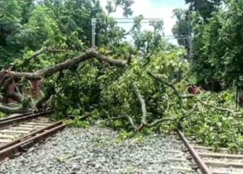 ରେଳ ଧାରଣା ଉପରେ ବିଶାଳ ଗଛ, ଅଟକିଲା ମେମୁ ଟ୍ରେନ