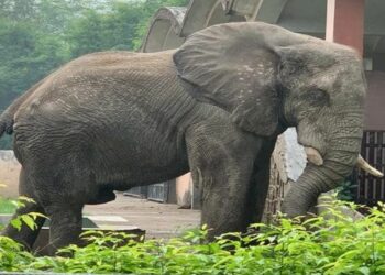 ହାତୀ ନେଲା ଜୀବନ