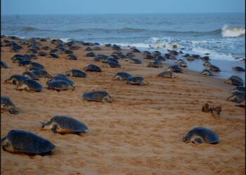 କଇଁଛଙ୍କ ସୁରକ୍ଷା ପାଇଁ କଟକଣା