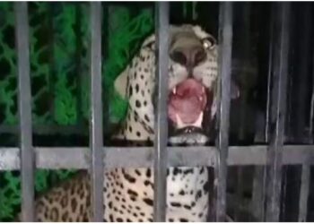 ଚିଡିଆଖାନାରେ ନୂଆପଡା ବାଘ