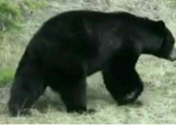 ଭାଲୁ ନେଲା ଜୀବନ