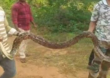 ସ୍କୁଲ ପରିସରରୁ ୧୨ ଫୁଟ ଲମ୍ବର ଅଜଗର ଉଦ୍ଧାର