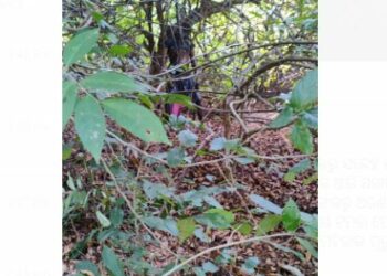 ଜଙ୍ଗଲରୁ ମହିଳାଙ୍କ ମୃତଦେହ ଉଦ୍ଧାର