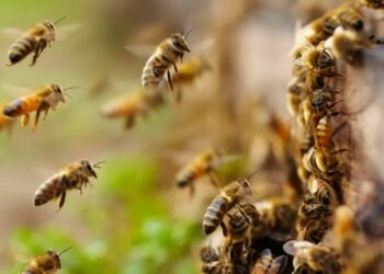 ମହୁମାଛି ଆକ୍ରମଣରେ ୪ ଗୁରୁତର