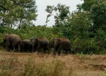 ଗାଁ ବନ୍ଧରେ ୧୦ ହାତୀ