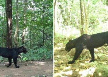 ଓଡିଶା ଜଙ୍ଗଲରେ କଳା ବାଘ