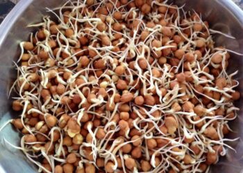 ପ୍ରତ୍ୟେକ ଦିନ ଗଜାବୁଟ କାହିଁକି ଖାଇବା ଉଚିତ ?