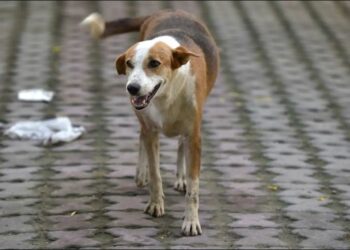 କୁକୁର କାମୁଡାରେ ୯ ଆହତ