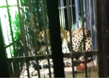 ଯନ୍ତାରେ ପଡିଲା ମଣିଷ ଖିଆ ବାଘ