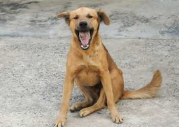 ବୁଲା କୁକୁର କାମୁଡାରେ ଶିଶୁ ମୃତ, ପରିବାରକୁ ମିଳିବ ୧୦ ଲକ୍ଷ କ୍ଷତି ପୂରଣ