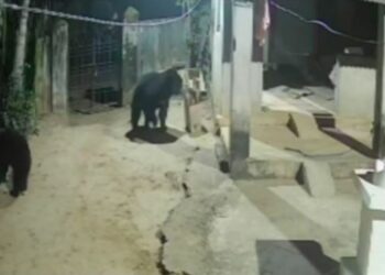 ଖାଦ୍ୟ ସନ୍ଧାନରେ ଘରେ ପଶିଲେ ୩ ଭାଲୁ, ଲୋକେ ଆତଙ୍କିତ