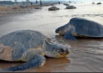 କଇଁଛଙ୍କ ପାଇଁ କ୍ଷେପଣାସ୍ତ୍ର ପରୀକ୍ଷା ବନ୍ଦ