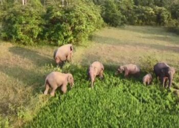 ପାଟଣା ରେଞ୍ଜରେ ୨୩ ଟିକିଆ ହାତୀ ପଲ, ଚମ୍ପୁଆ ରେଞ୍ଜରେ ଜଣେ ମୃତ