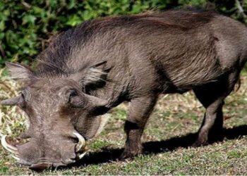 ବାରହା ଆକ୍ରମଣରେ ୩ ଗୁରୁତର