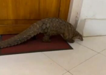 ବଜ୍ରକାପ୍ତା ଚାଲାଣ ବେଳେ ମାଡିବସିଲା ଏସିଟିଏଫ, ୨ ଗିରଫ