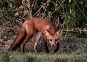 ଶିଆଳ କାମୁଡାରେ ୬ ଆହତ