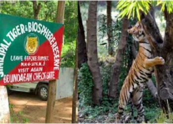 ଶିମିଳିପାଳରେ ହେବ କଳାବାଘ ସଫାରୀ